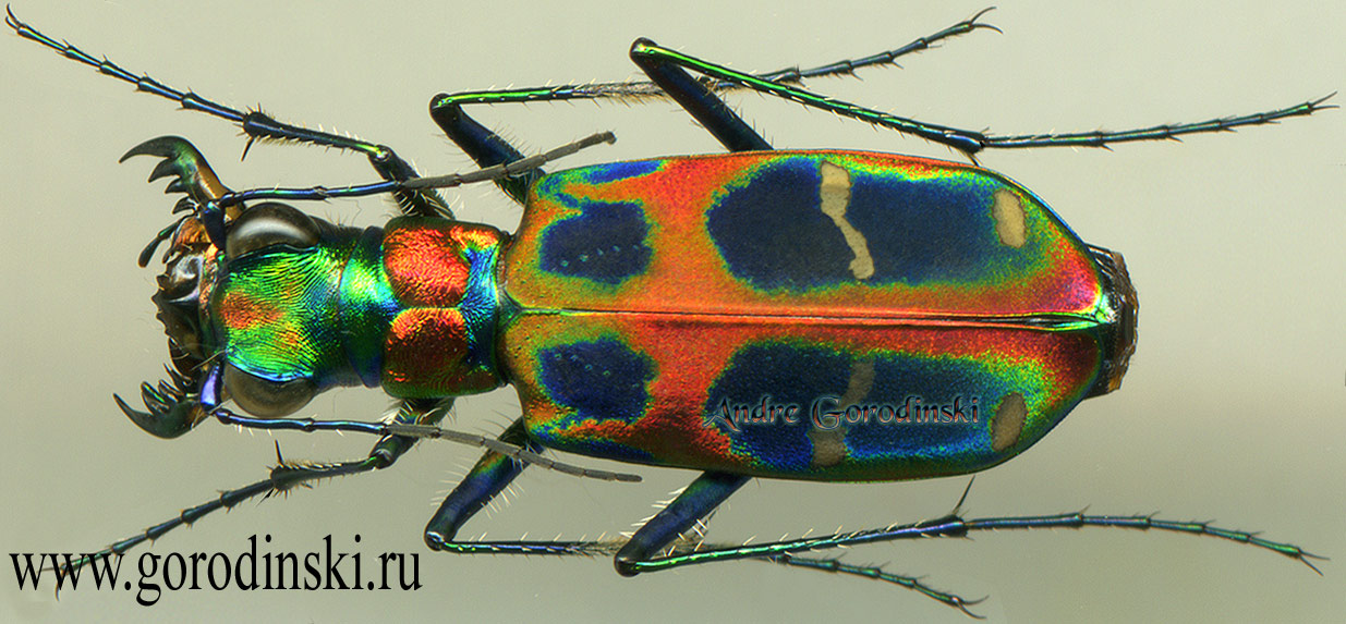 http://www.gorodinski.ru/cicindela/Cicindela chinensis chinensis.jpg